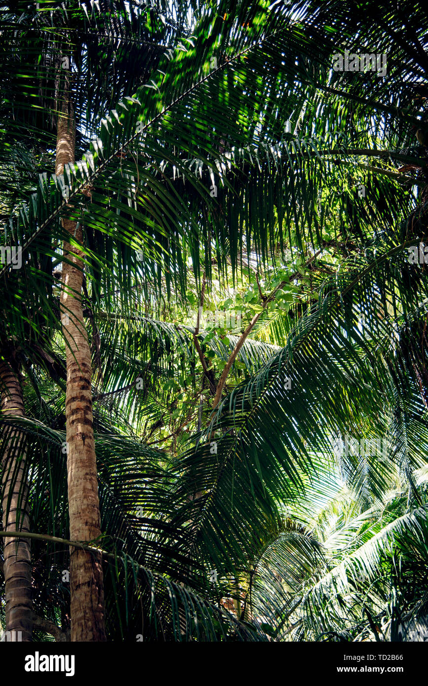 Tropical foglie verdi su sfondo scuro. Foresta di natura impiantistica Foto Stock