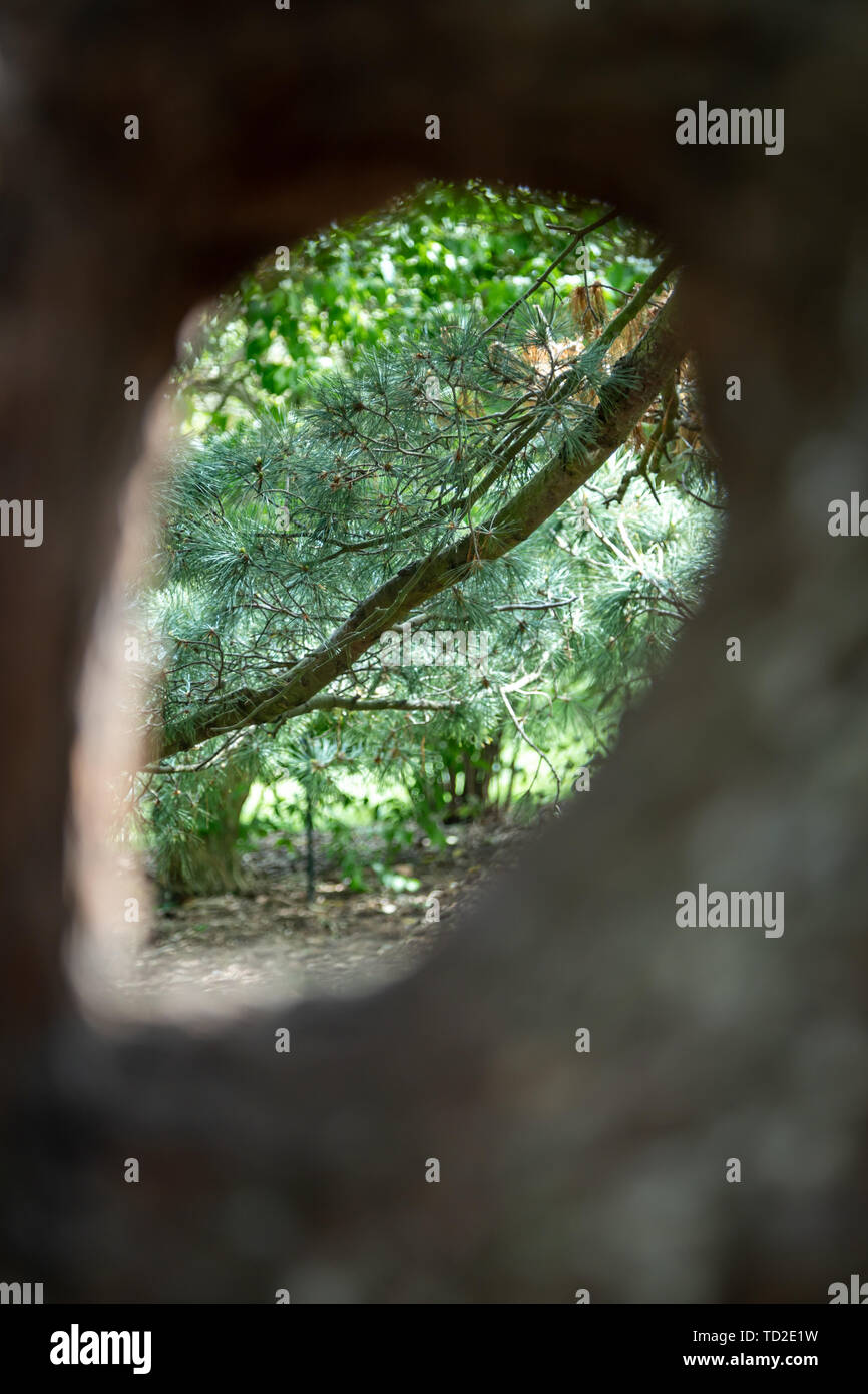 Guardando attraverso un foro in un albero di pino per vedere il verde scuro di aghi di pino sui rami in Kew Gardens, Londra. Foto Stock