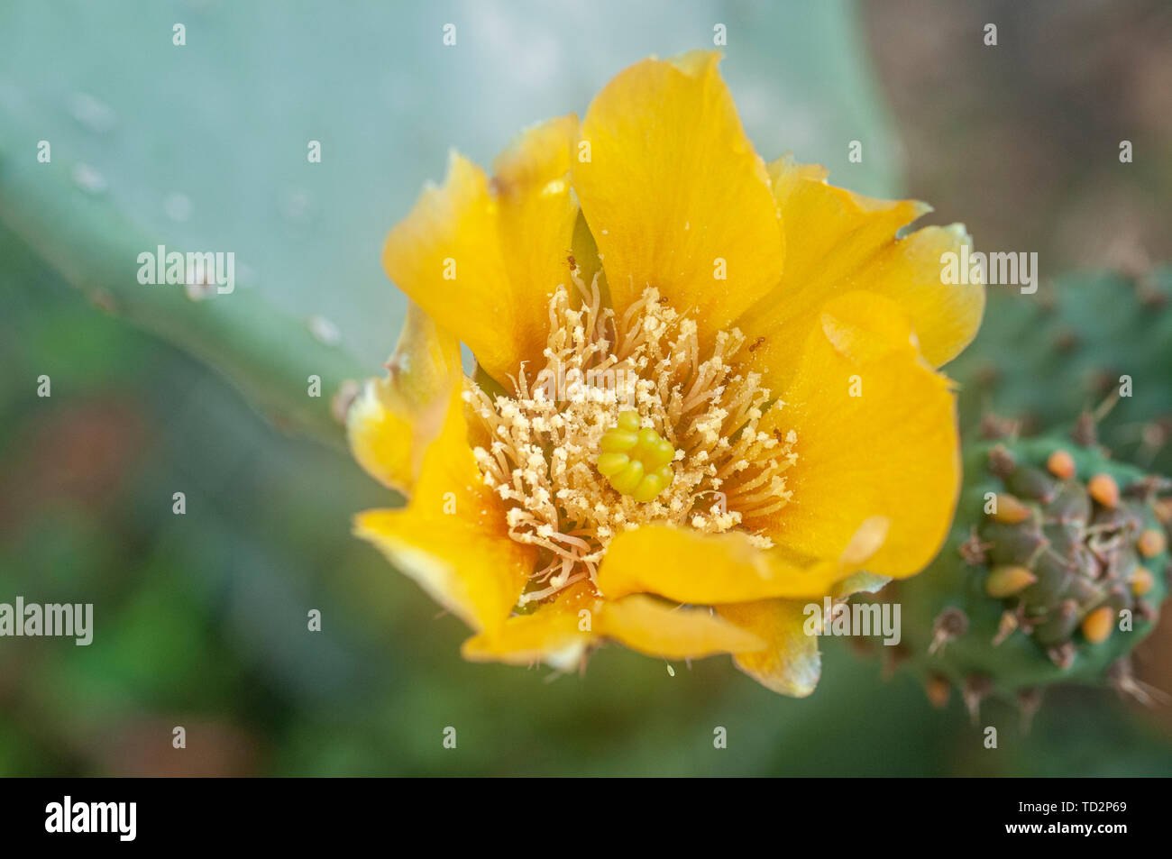 Fiore giallo di un cactus Opuntia , comunemente chiamato fico d'india, è un genere nella famiglia di cactus, Cactaceae fotografato in un cactus e succulente g Foto Stock