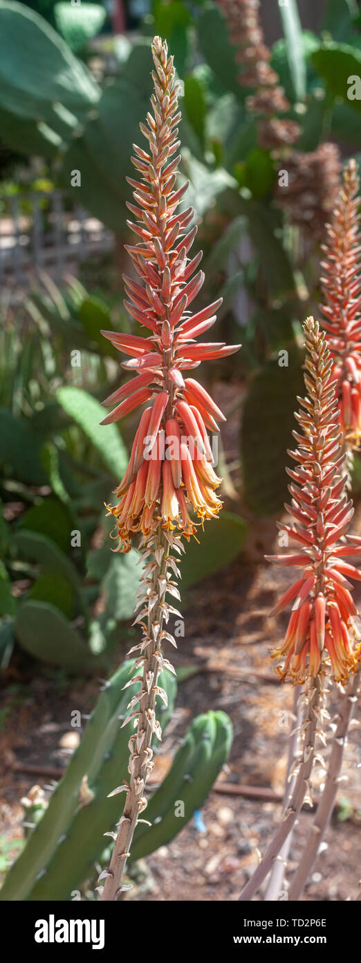 Fioritura aloe in un cactus e succulente giardino fotografato a Tel Aviv, Israele nel Maggio Foto Stock