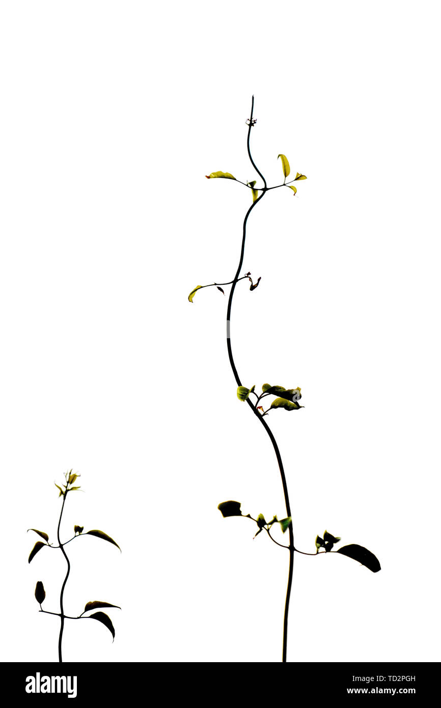 Foglie aggrapparsi a una pianta stelo su sfondo bianco Foto Stock