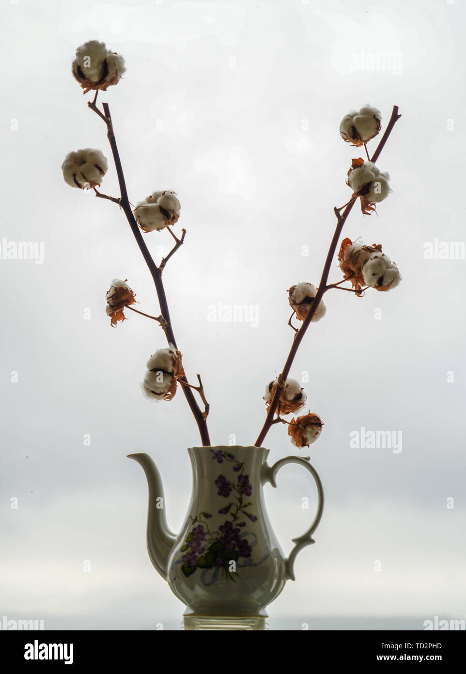 Il cotone è un morbido e soffice, la fibra di fiocco che cresce in un boll, o capsula di protezione, intorno i semi di piante di cotone del genere Gossypium. La fibra Foto Stock