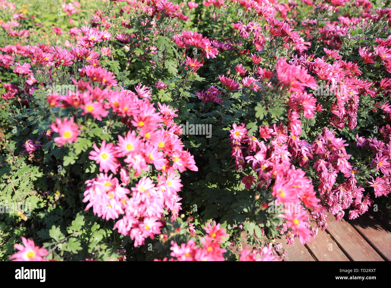 Fiore ed erba Foto Stock