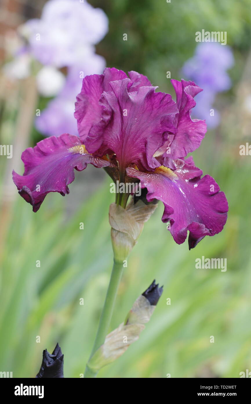 Tall barbuto iris 'Teesdale' fioritura in maggio, Regno Unito Foto Stock