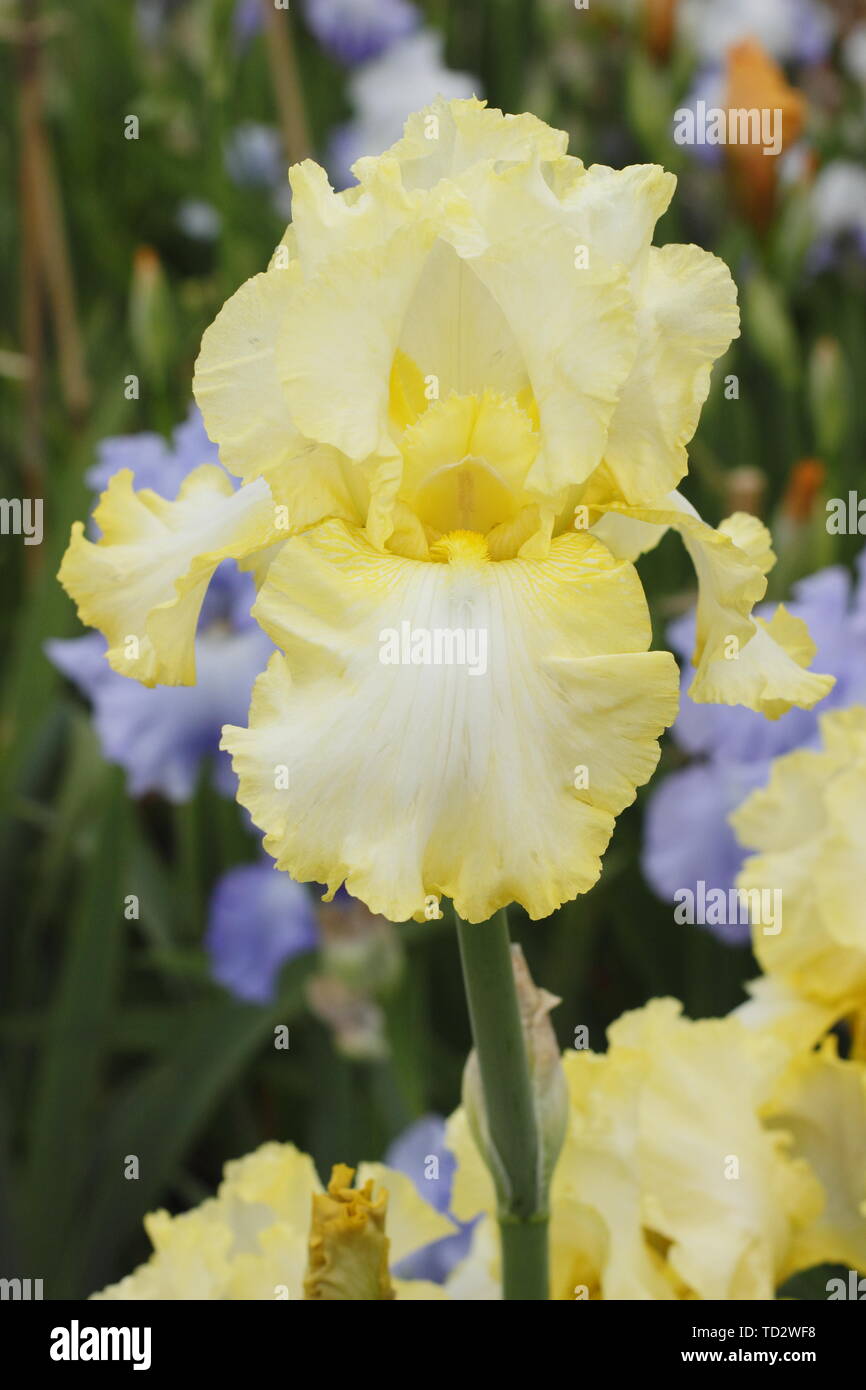 Iris 'soda calce' Tall barbuto Iris fiore nel maggio visualizzazione increspato petali Foto Stock