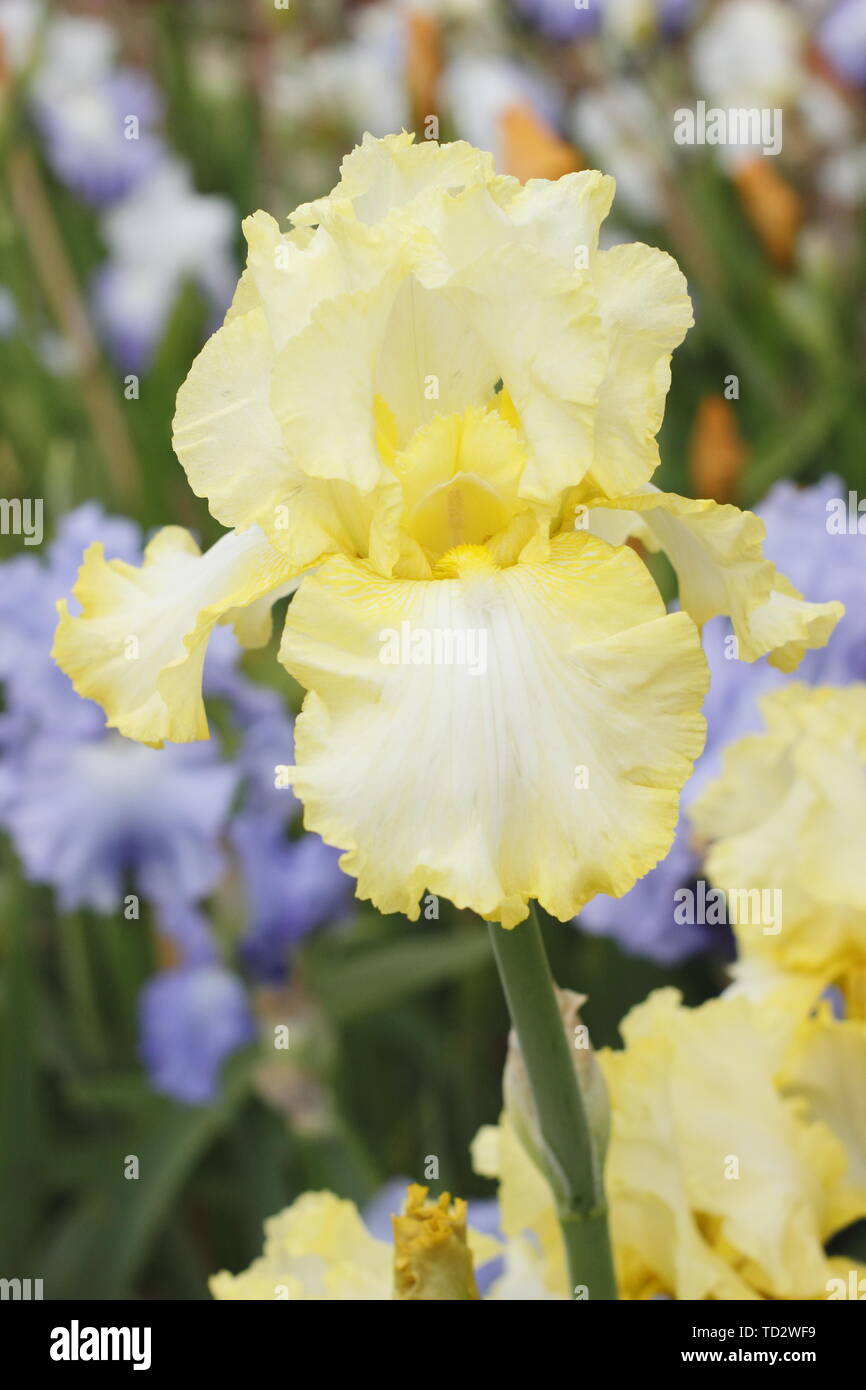 Iris 'soda calce' Tall barbuto Iris fiore nel maggio visualizzazione increspato petali Foto Stock