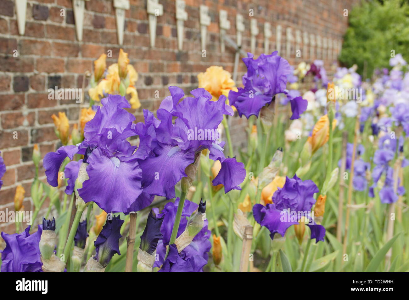 Tall barbuto iris. Tall barbuto collezione di iris da rinomati allevatori, Bryan Dodsworth sul display a Doddington Hall, Lincolnshire, England, Regno Unito Foto Stock