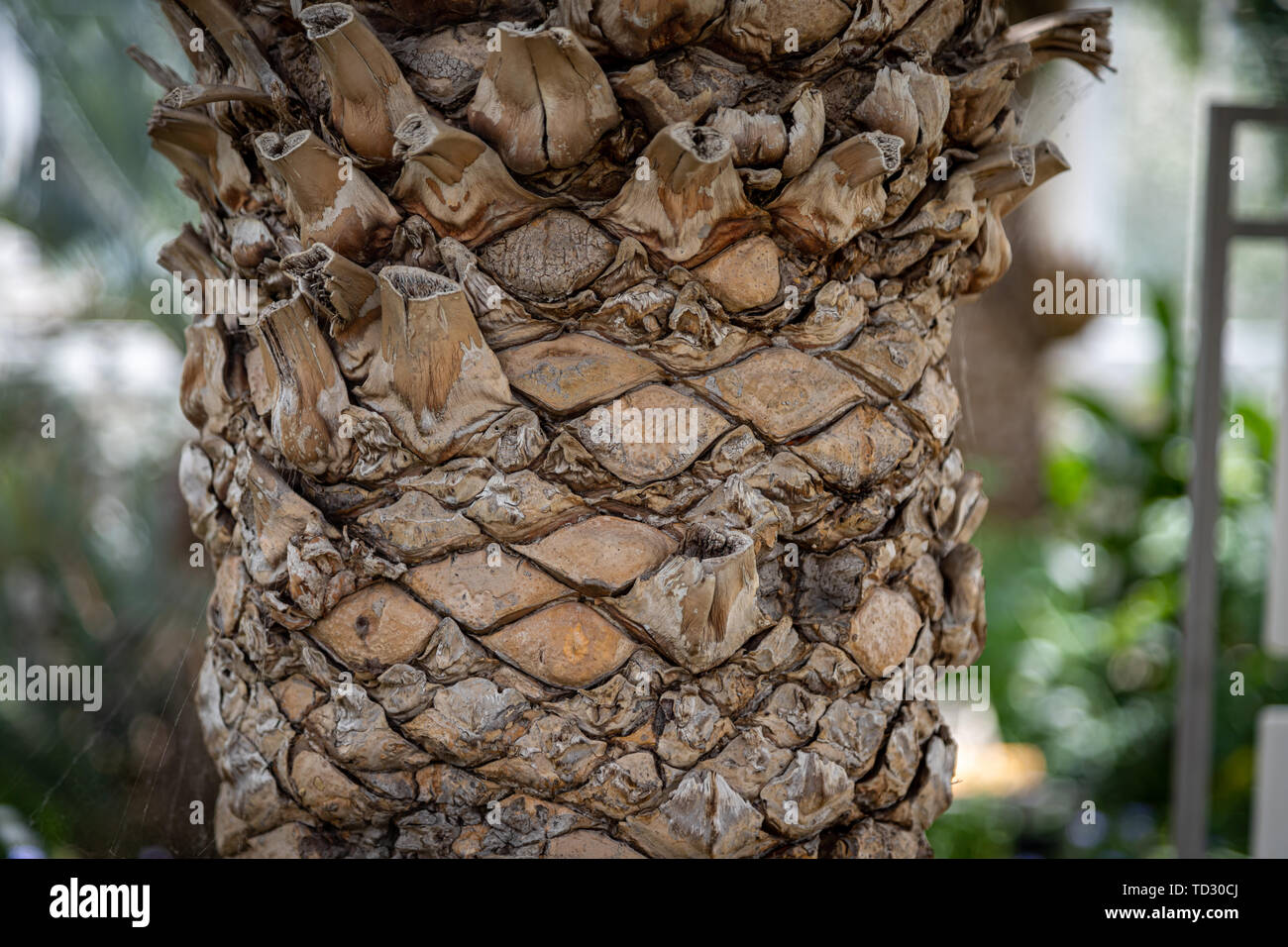 Una chiusura della texture del tronco di un legno .cycad crescendo in Kew Gardens, Londra. Foto Stock