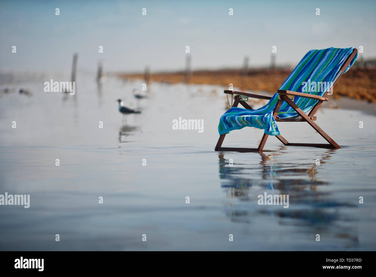 Blue sedia a sdraio e gabbiani sulla spiaggia. Foto Stock