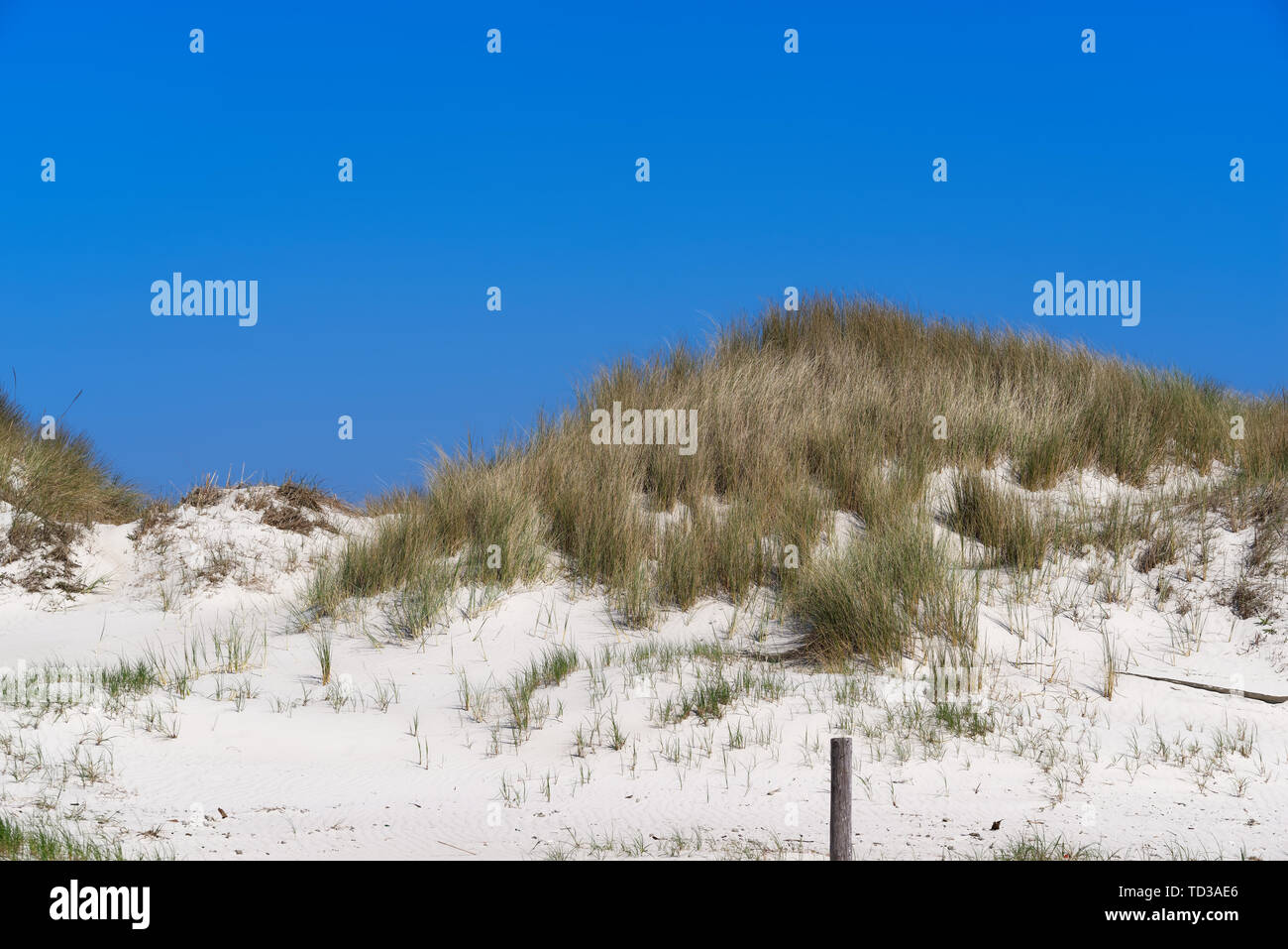 Erba dune coperte presso la splendida spiaggia di sabbia bianca del Mare del Nord in Sankt Peter-Ording, Germania Foto Stock