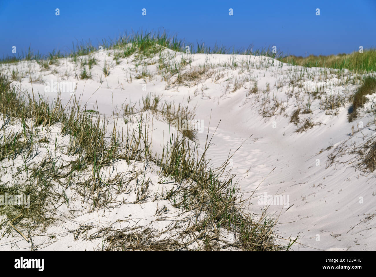 Dune di sabbia sulla bella spiaggia del Mare del Nord in Sankt Peter-Ording, Germania Foto Stock