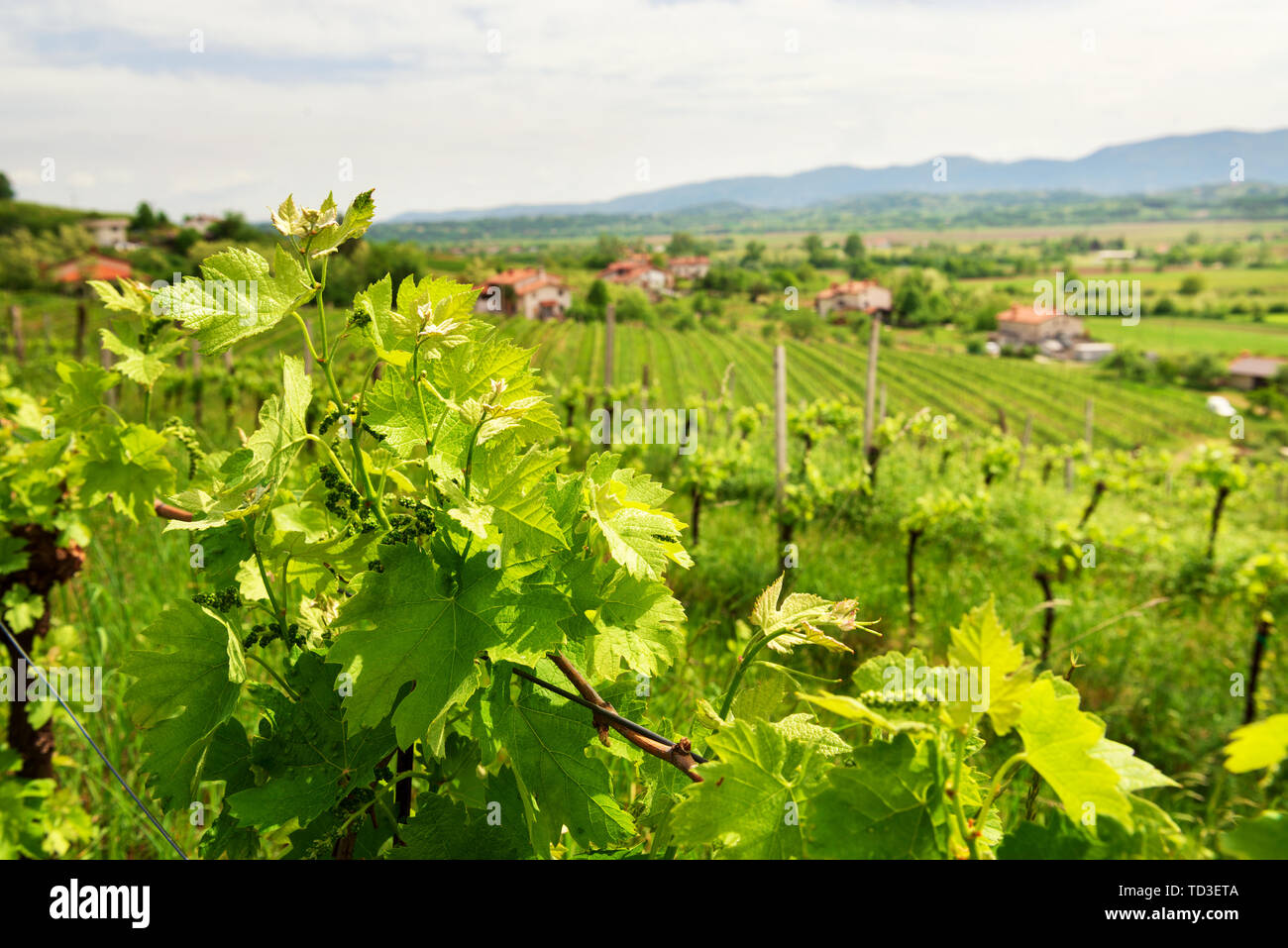 Fresco verde vigneto in Slovenia, bellissimo paesaggio Foto Stock