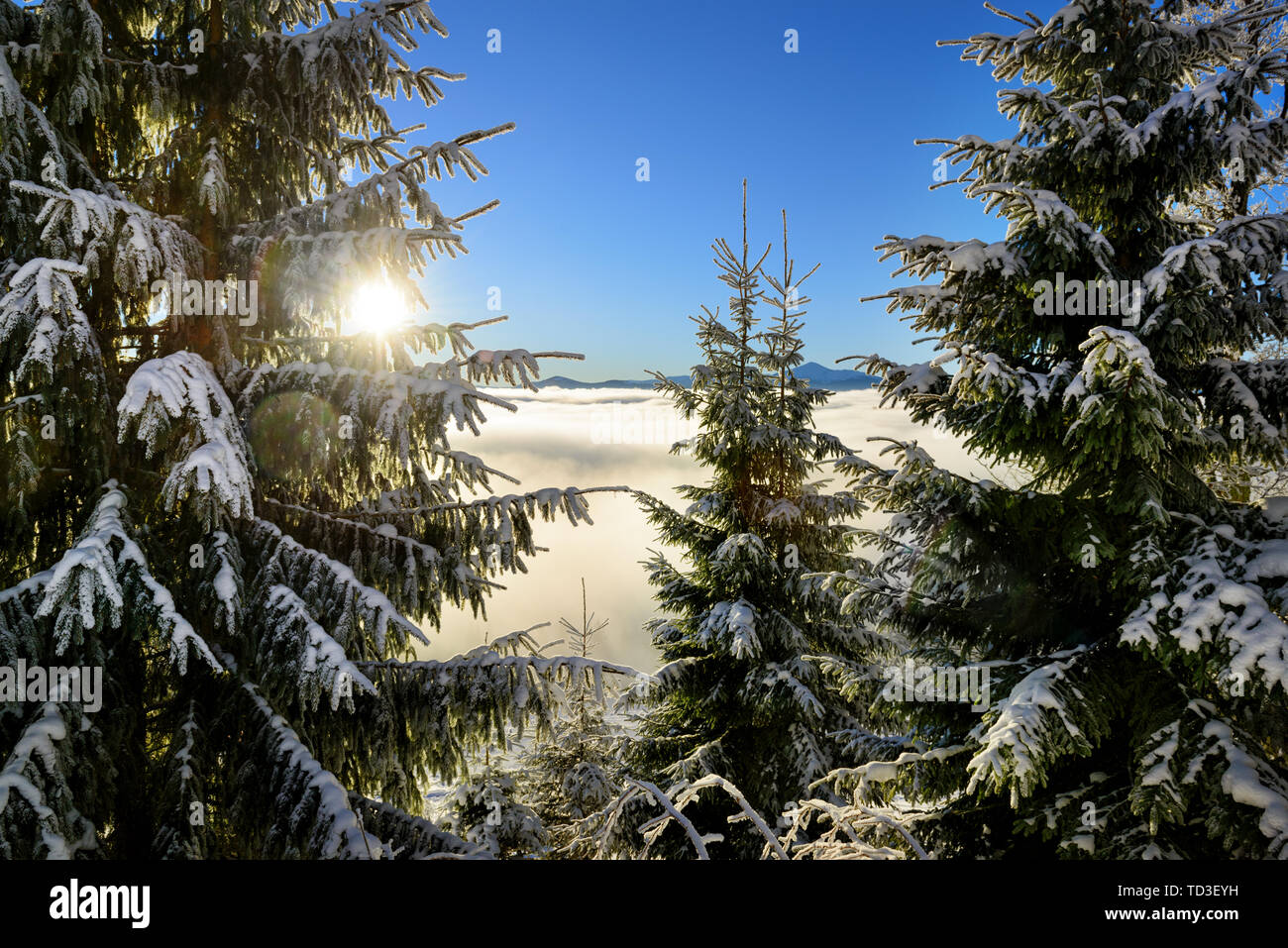 Bella scena di Natale, abeti coperti di neve contro Rising Sun e le nuvole in alta montagna Foto Stock