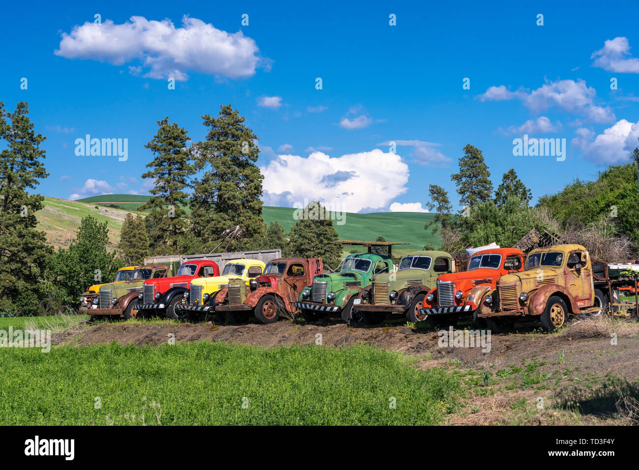 Vecchia fattoria i camion in una fattoria in Whitman County, Palouse, Washington, Stati Uniti d'America. Foto Stock