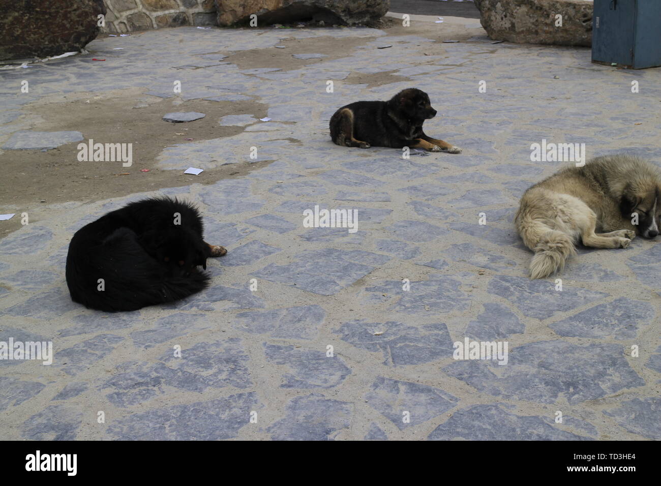 Sichuan-Tibet scenario di equitazione Foto Stock
