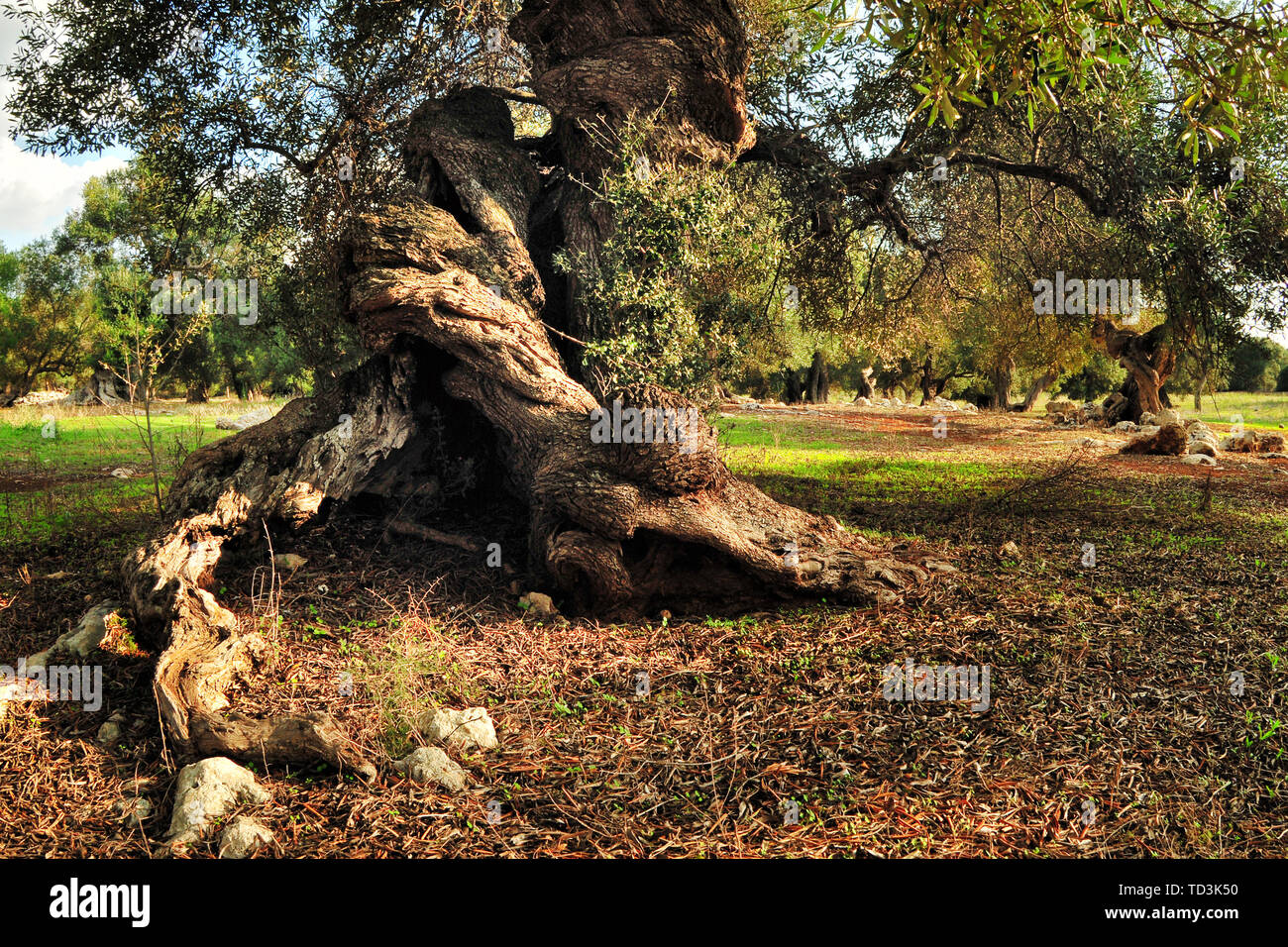 Vecchio olivo nel giardino in Italia Foto Stock