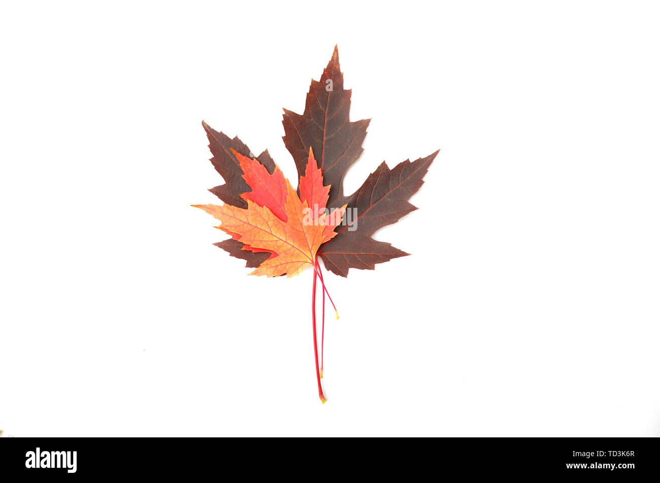 Colorati autunnali foglie di acero isolato su sfondo bianco Foto Stock