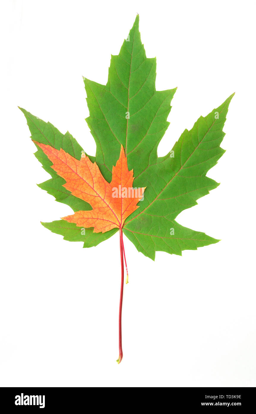 Verde e Rosso e foglie di acero isolato su bianco Foto Stock