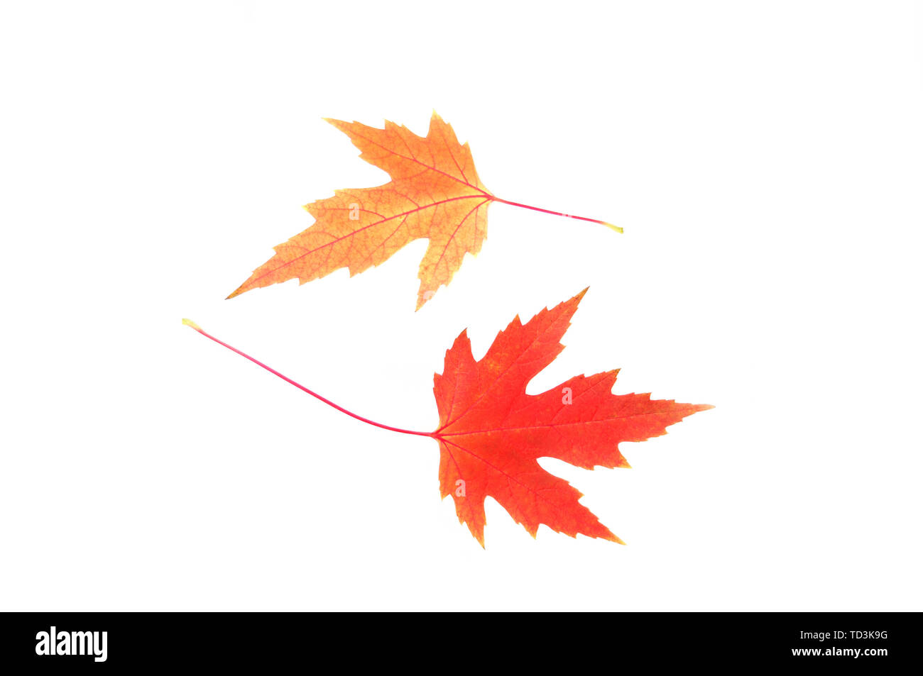 Rosso e giallo di foglie di acero isolato su bianco Foto Stock