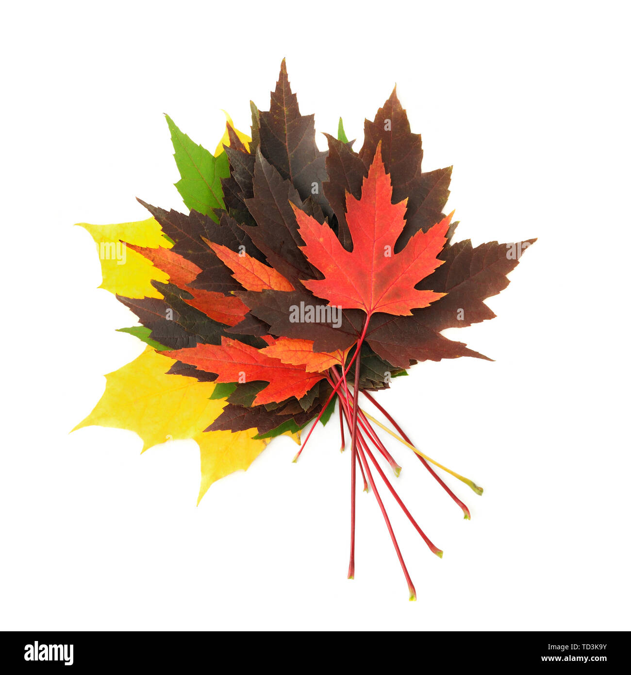 Composizione autunnale di colorate foglie di acero isolato su bianco Foto Stock