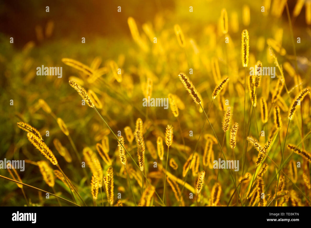 Bellissimo sfondo retroilluminato con erba prugne prese con bassa DOF Foto Stock