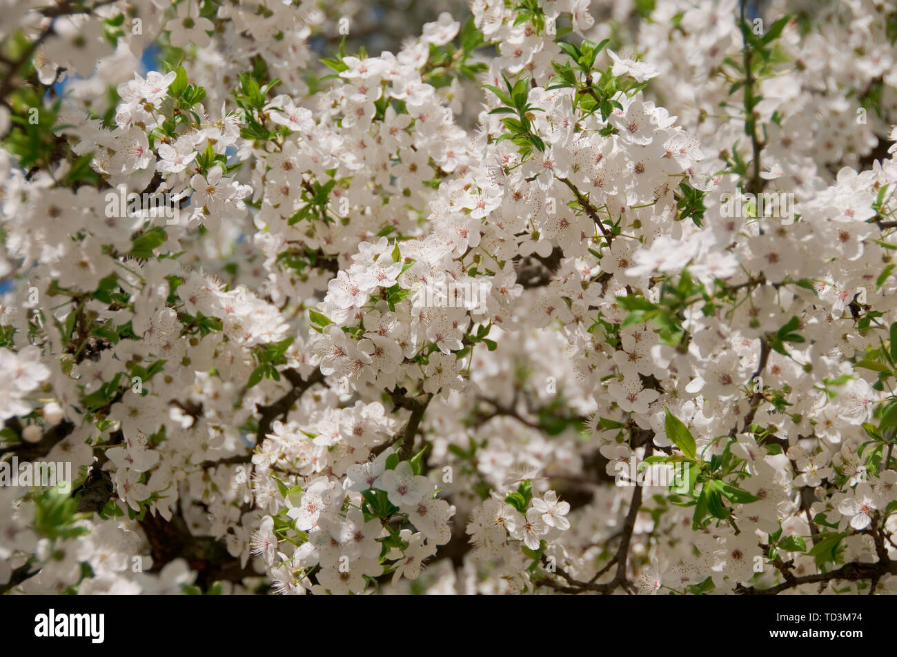 Bella Bianco fiore ciliegio sfondo Foto Stock