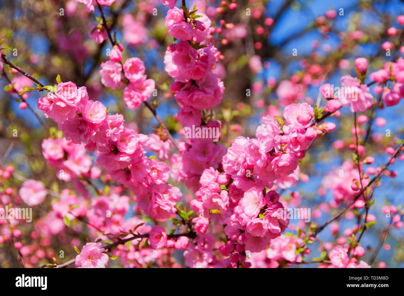 Albero in fiore con splendidi fiori di colore rosa a molla Foto Stock