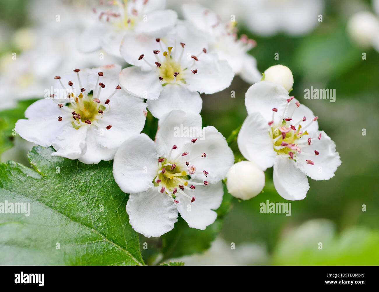 Fiorente struttura a molla con splendidi fiori bianchi Foto Stock