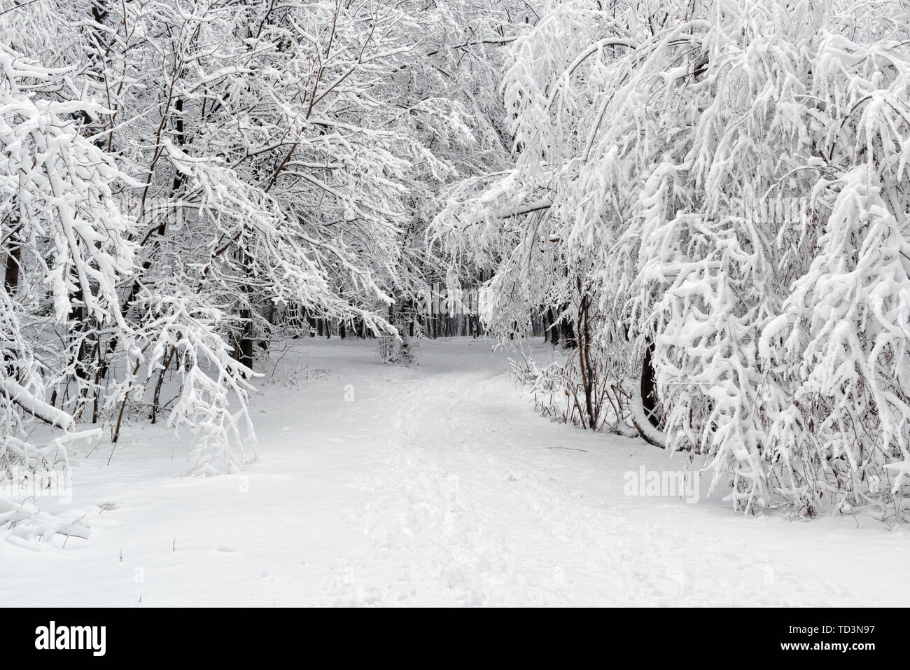 Bellissima scena d'inverno nel Parco Foto Stock