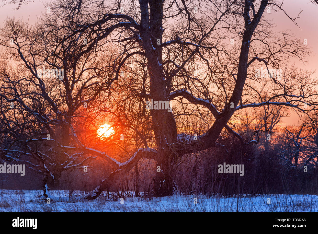In inverno la scena al tramonto con il sole alle spalle di un vecchio albero Foto Stock