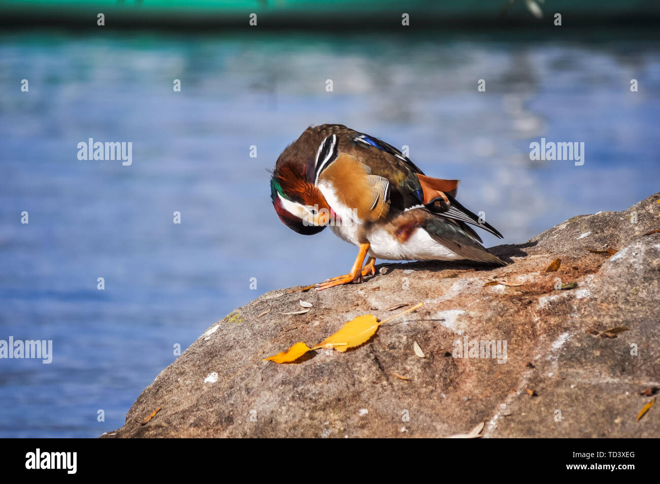 Close-up di anatre di mandarino in riva al lago Foto Stock
