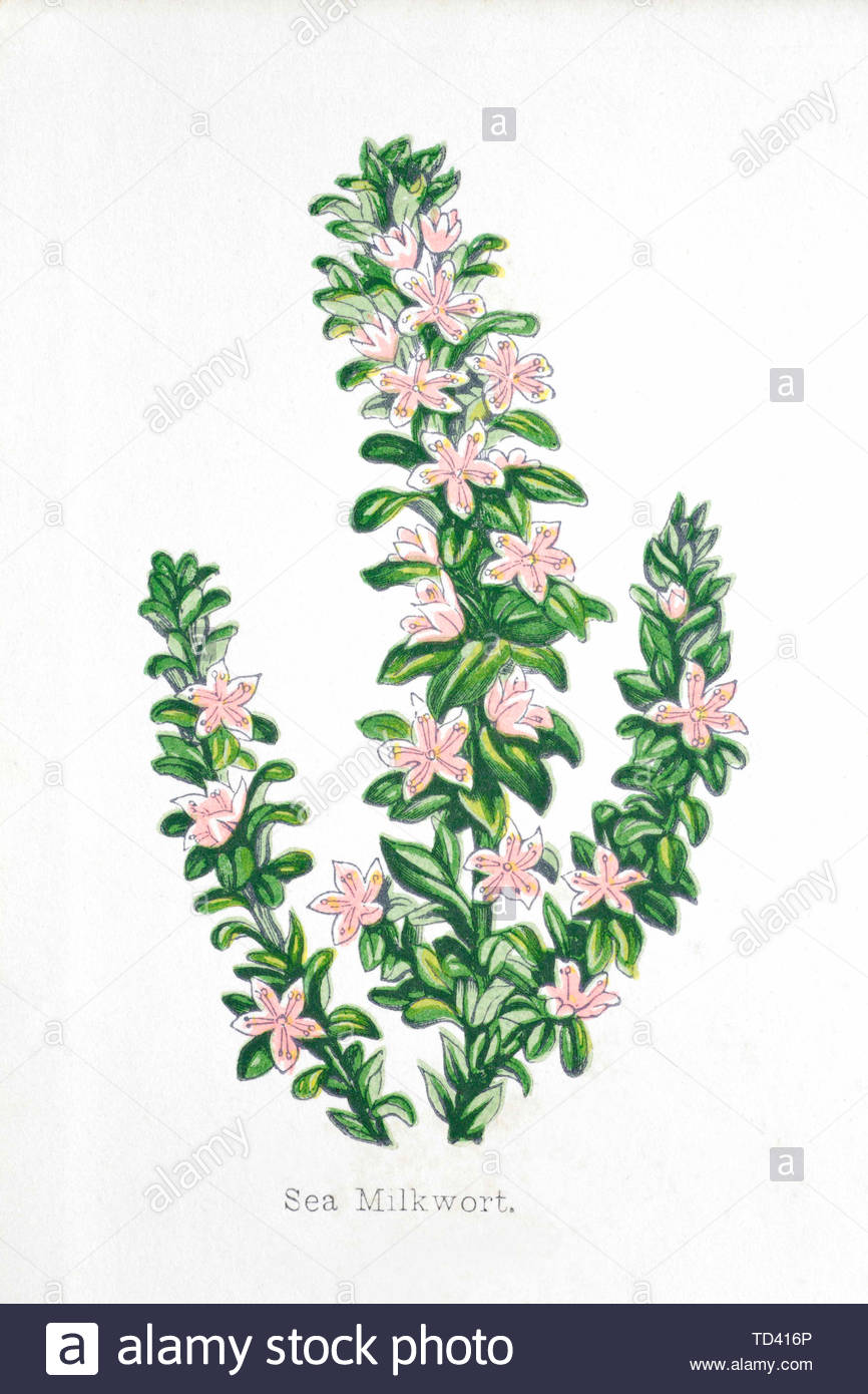 Mare Milkwort (Lysimachia maritima), vintage illustrazione da 1874 Foto Stock