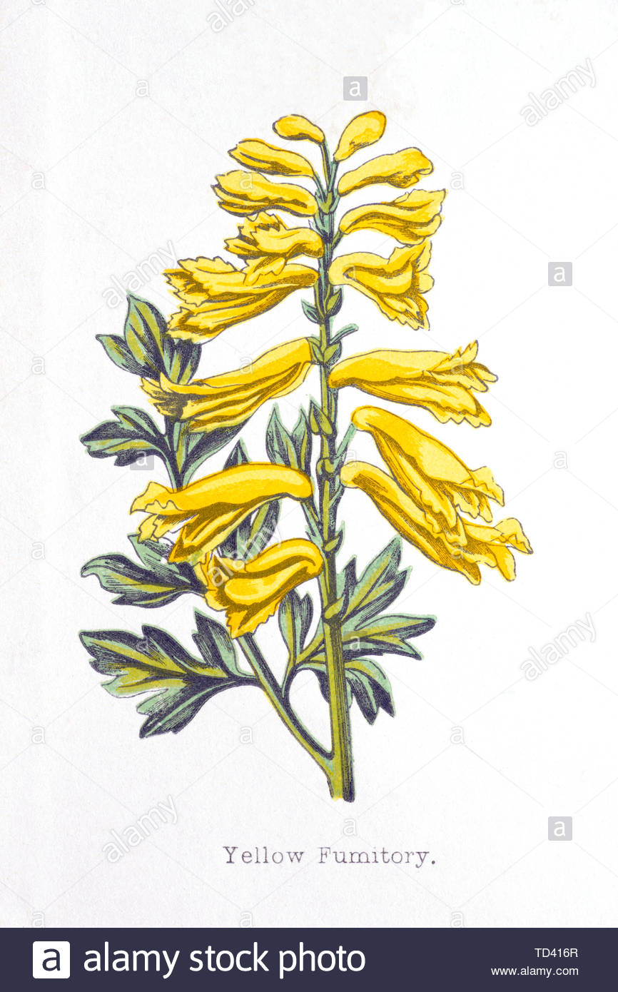 Giallo fumaria (Corydalis lutea), vintage illustrazione da 1874 Foto Stock