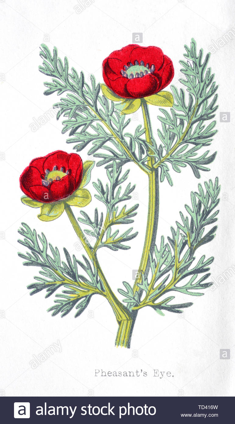 Fagiano's Eye (Adonis annua), vintage illustrazione da 1874 Foto Stock