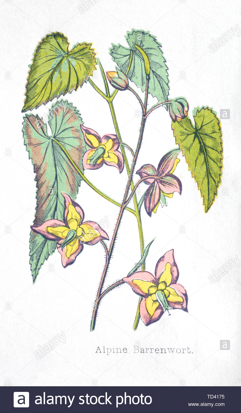 Alpine (Barrenwort Epimedium alpinum), vintage illustrazione da 1874 Foto Stock