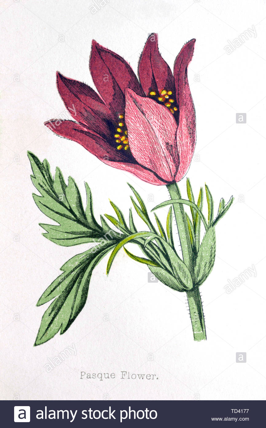 "Pasque flower (Pulsatilla vulgaris), vintage illustrazione da 1874 Foto Stock