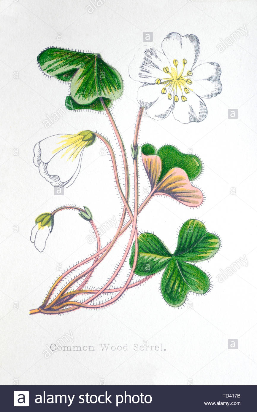 Legno comune acetosella (Oxalis acetosella), vintage illustrazione da 1874 Foto Stock