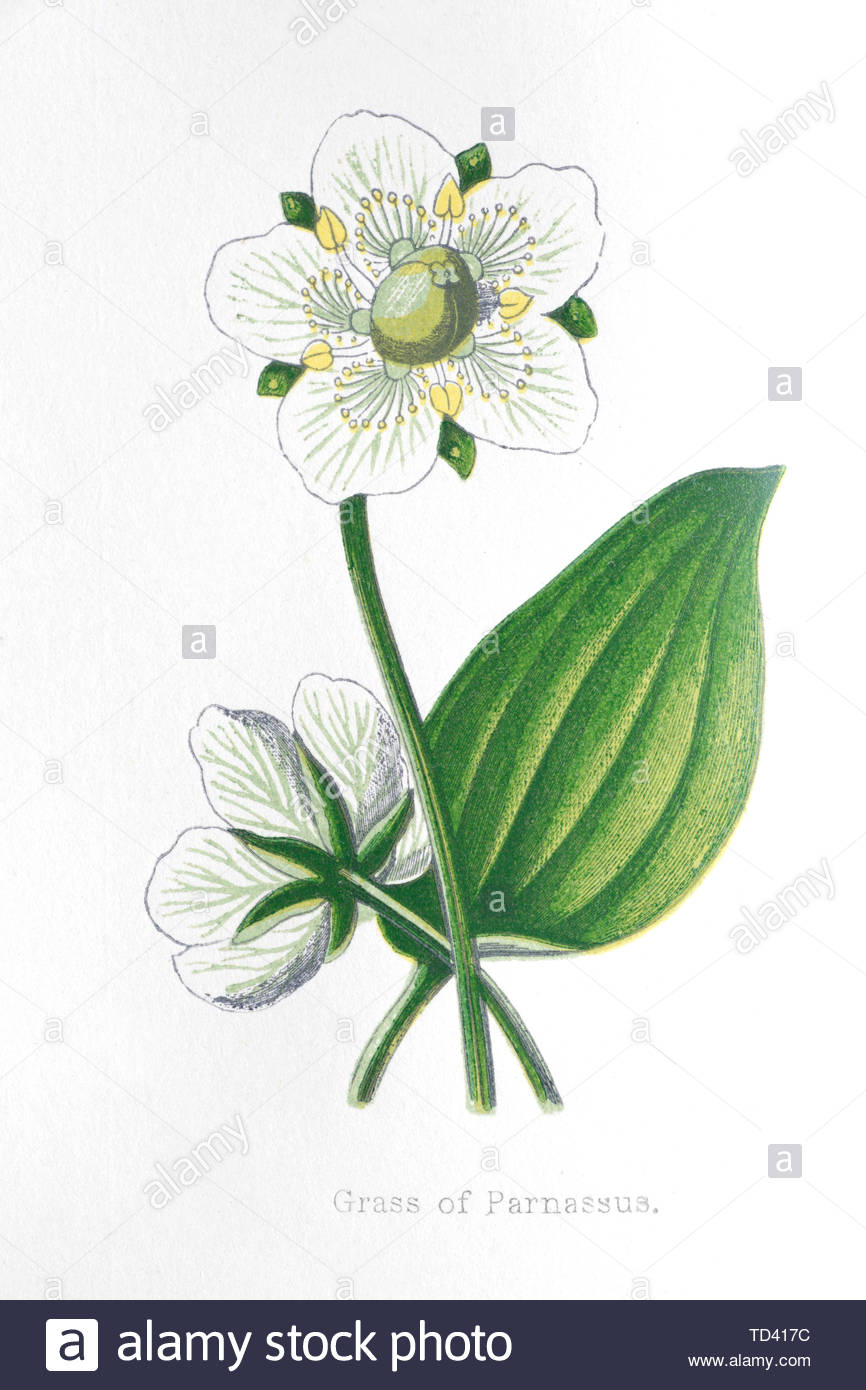 Erba di Parnassus (Parnassia), vintage illustrazione da 1874 Foto Stock