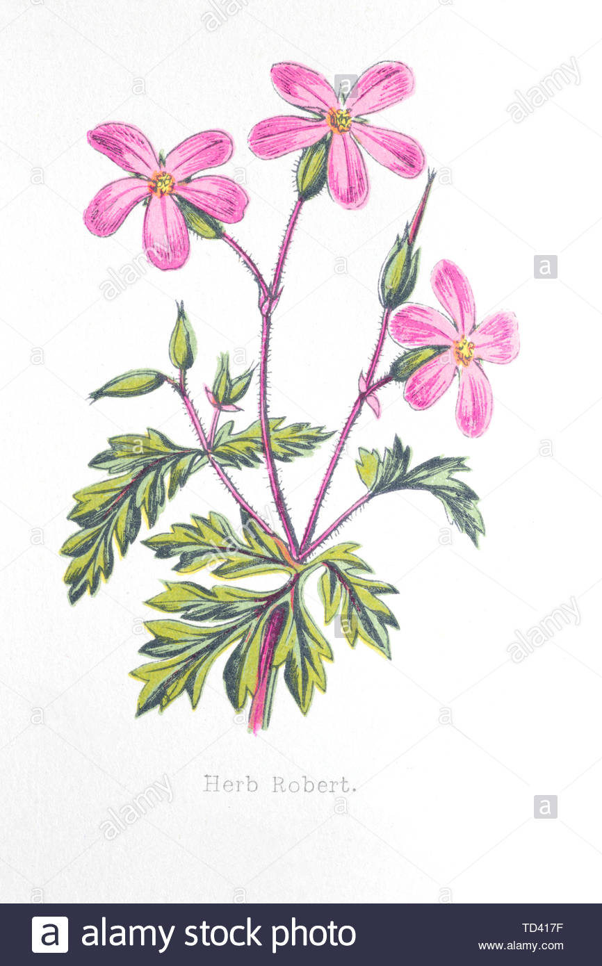 Herb Robert (Geranium robertianum), vintage illustrazione da 1874 Foto Stock