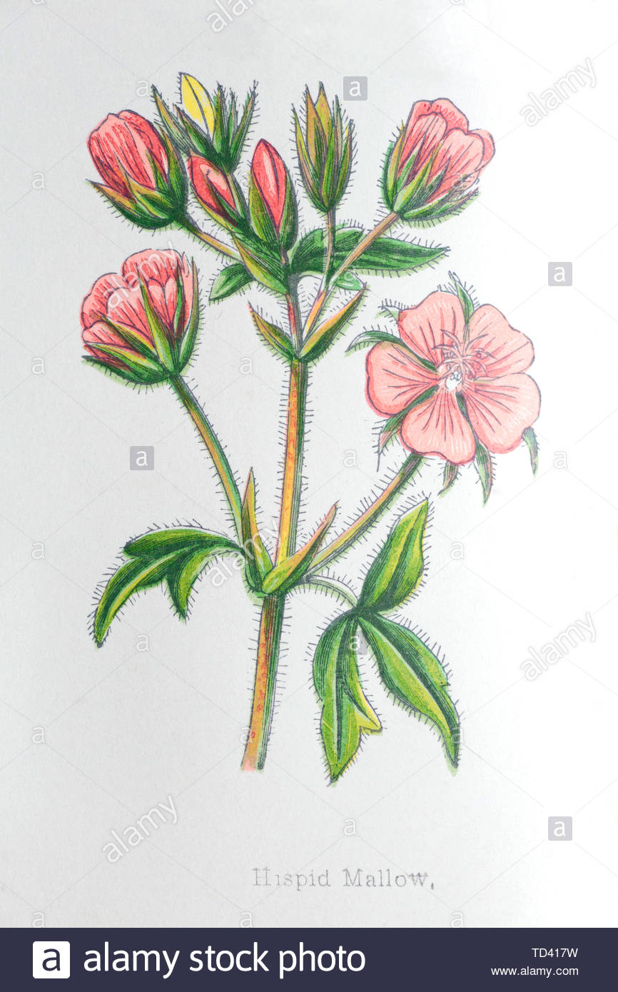 Malva Hispid (Althaea hirsuta), vintage illustrazione da 1874 Foto Stock