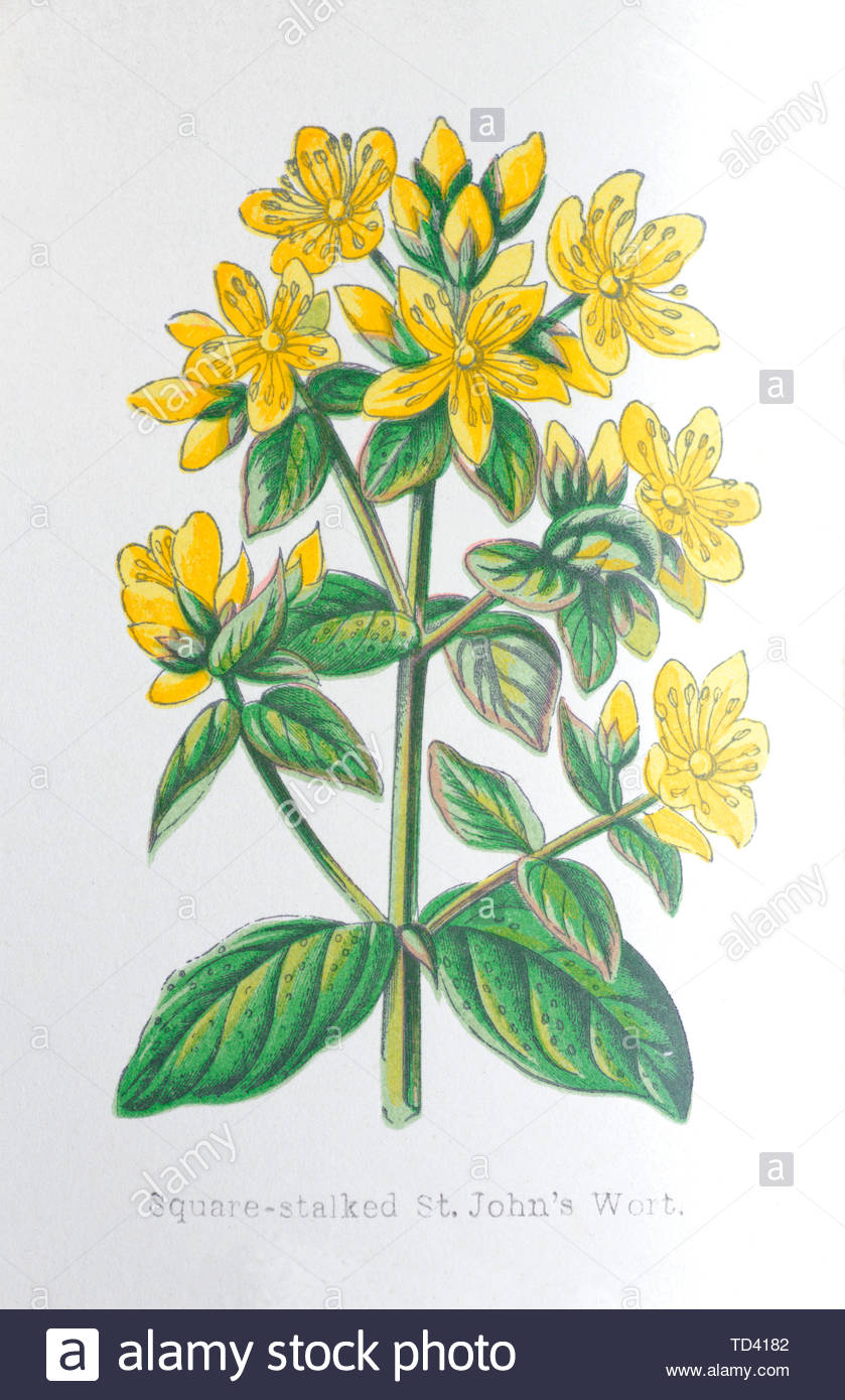 Piazza-sgambate St John's-wort (Hypericum tetrapterum), vintage illustrazione da 1874 Foto Stock