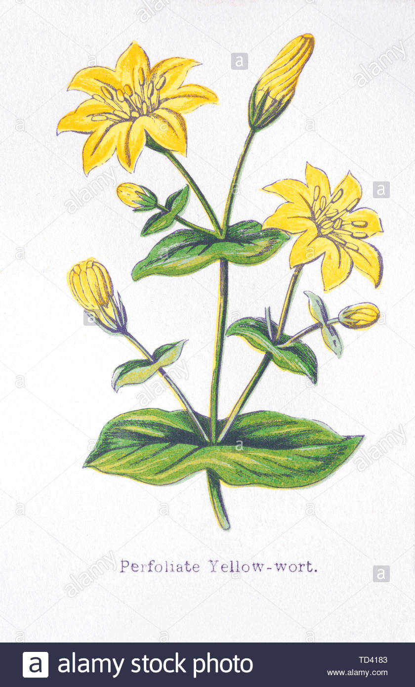 Giallo Perfoliate Wort (Blackstonia perfoliata), vintage illustrazione da 1874 Foto Stock