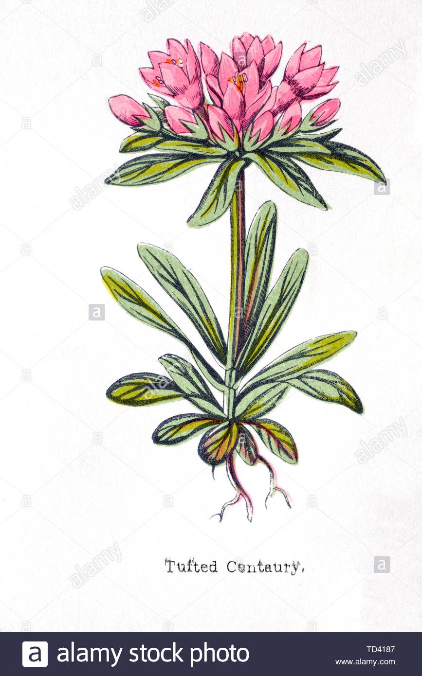 Tufted (Centaury Centaurium scilloides), vintage illustrazione da 1874 Foto Stock