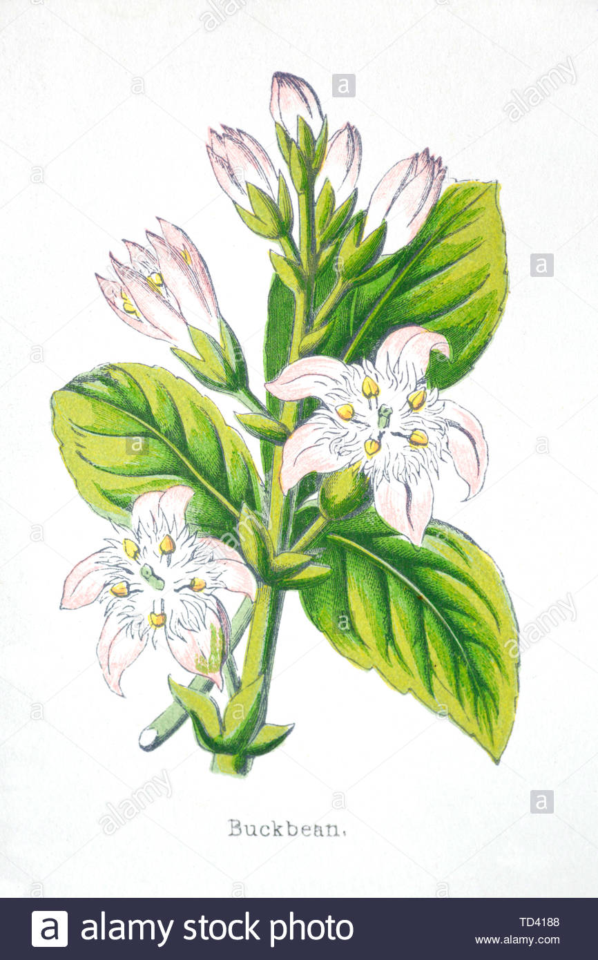 Buckbean (Menyanthes trifoliata), vintage illustrazione da 1874 Foto Stock