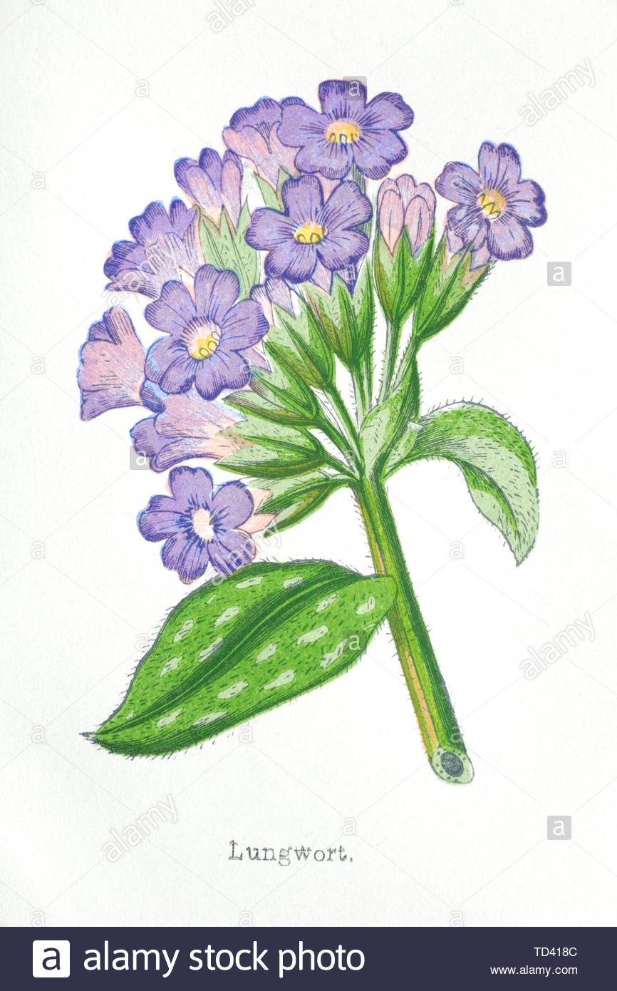 Comune (Lungwort Pulmonaria officinalis), vintage illustrazione da 1874 Foto Stock