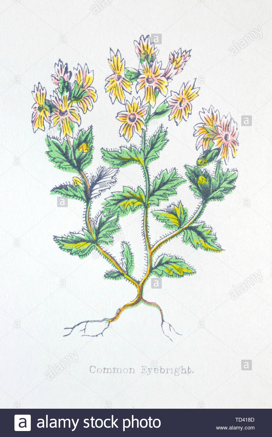 Eyebright comune (eufrasia), vintage illustrazione da 1874 Foto Stock