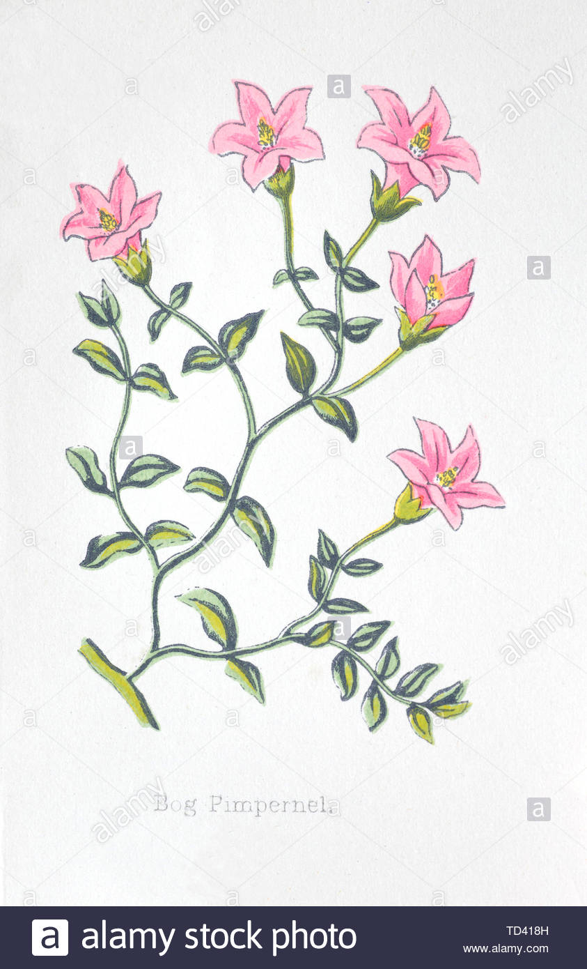 Bog Pimpernel (Anagallis tenella), vintage illustrazione da 1874 Foto Stock