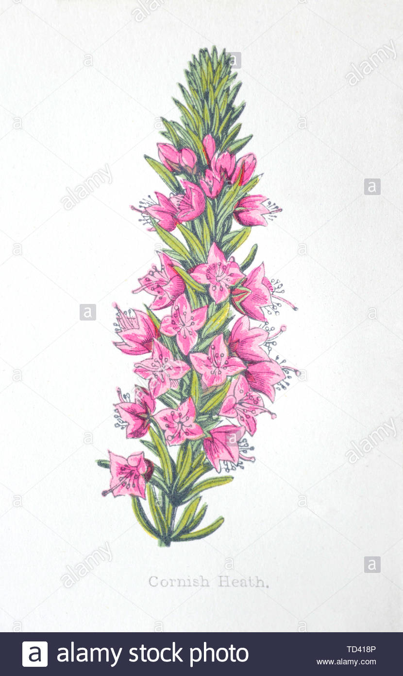 Cornish Heath (Erica vagans), vintage illustrazione da 1874 Foto Stock