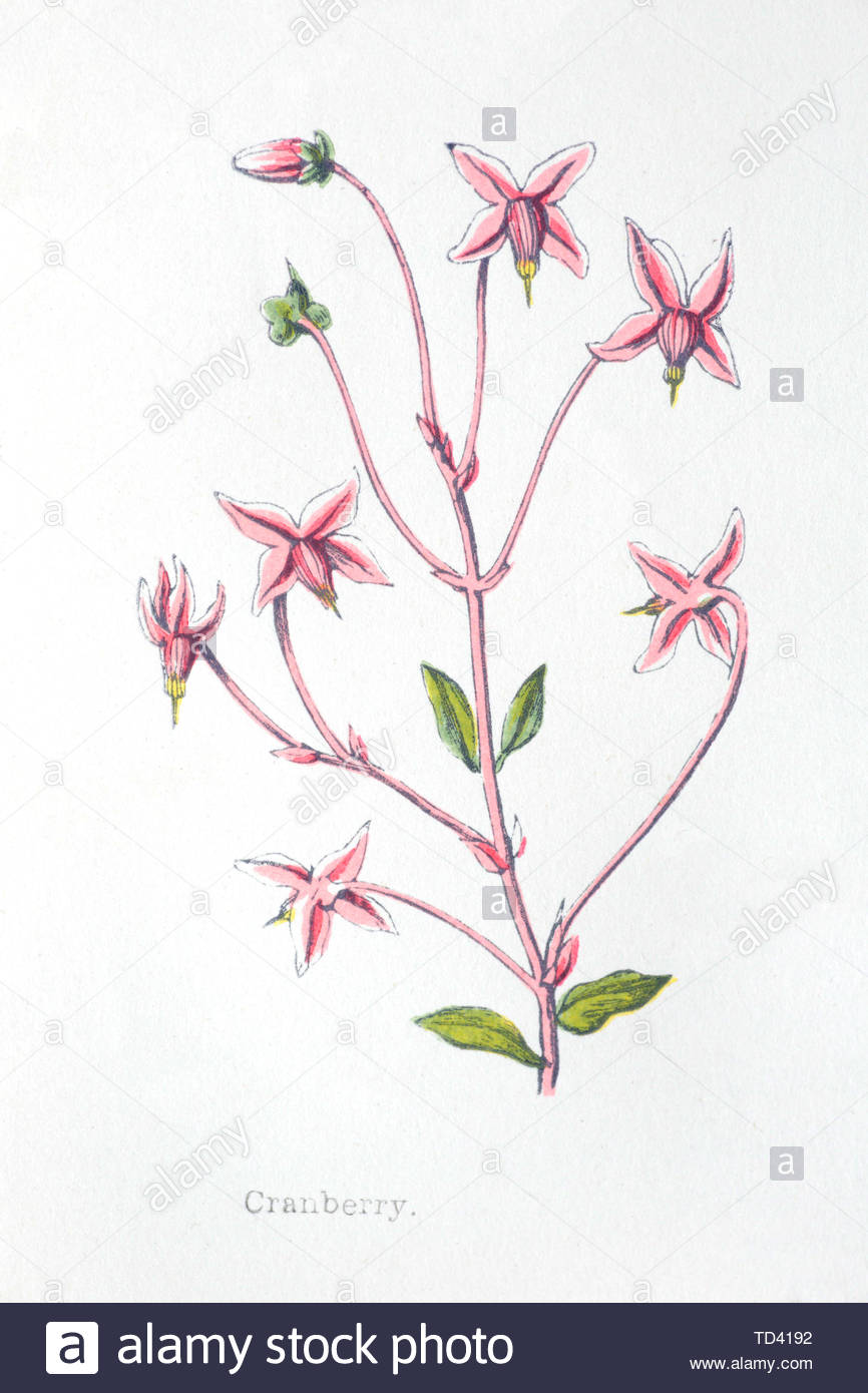 Mirtillo Rosso (Vaccinium oxycoccos), vintage illustrazione da 1874 Foto Stock