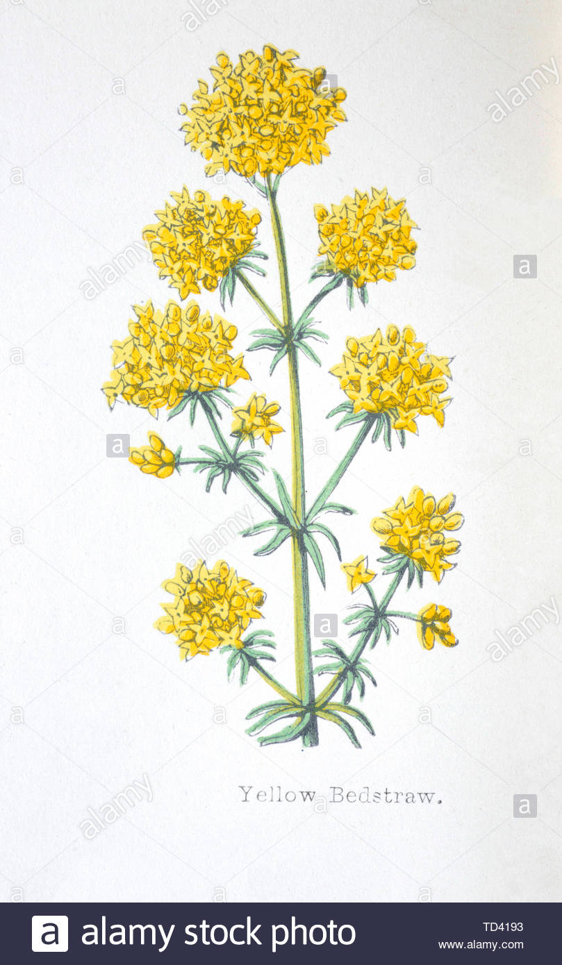 Giallo (Bedstraw Galium verum), vintage illustrazione da 1874 Foto Stock